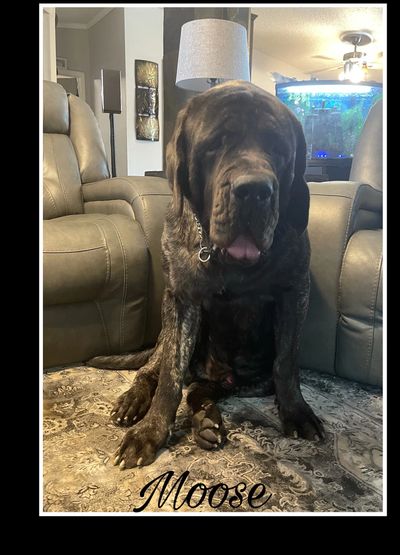 Moose is a 2 year old brindle male imported from Russia