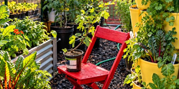Red garden chair surrounded by raised beds, herbs and plants in the Herbal Rootz garden.