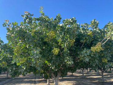 Sold agricultural land agriculture investment farming pistachios almonds land water