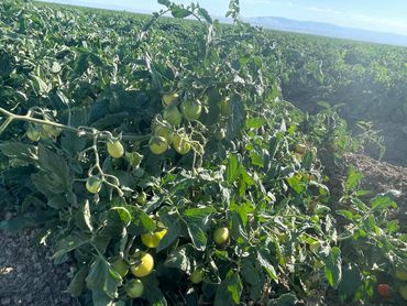 Sold agricultural land agriculture investment farming pistachios almonds land water