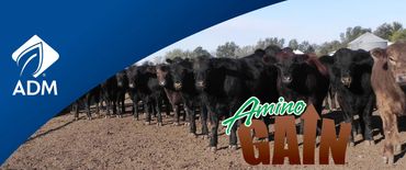ADM Banner with group of feeder calves.