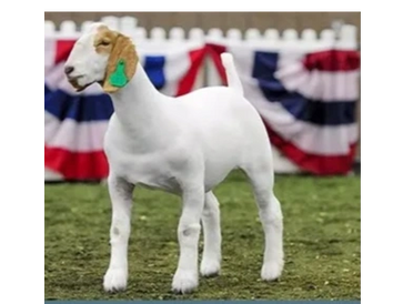 A goat in the show ring waiting to be judged.