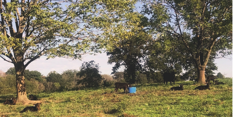 Group of calves enjoying the day. One calf eating out of the ICON tub.