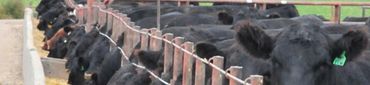 Cattle in a feedlot eating out of a bunk feeder.