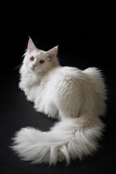Fluffy white cat with piercing eyes on a black background.
