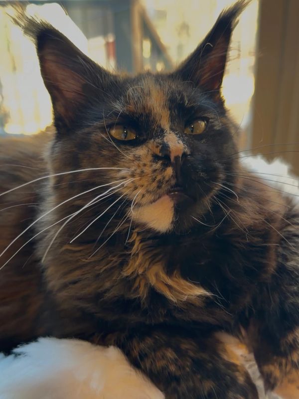 Close-up of a tortoiseshell cat with long whiskers.