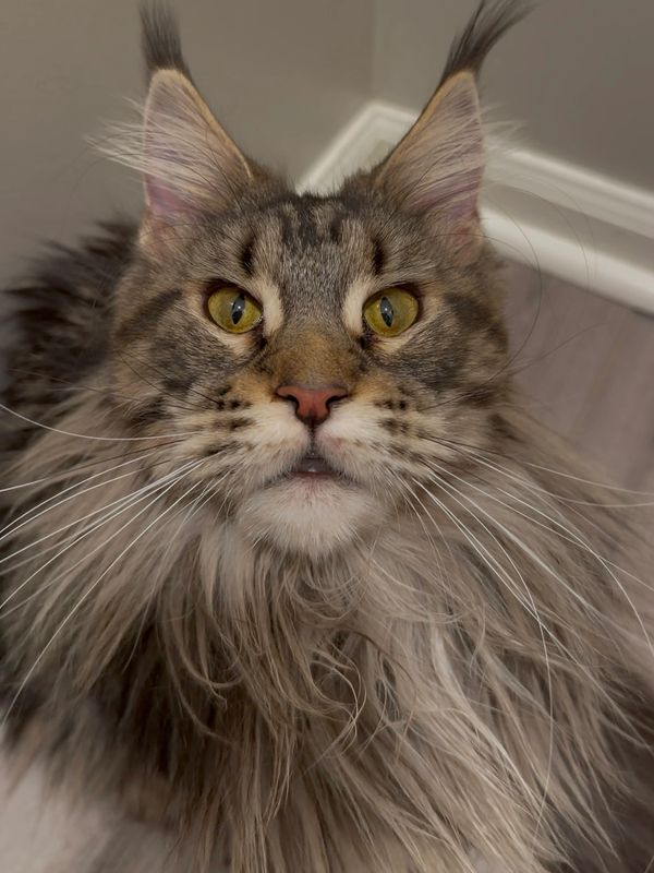 Close-up of a fluffy Maine Coon cat's face.