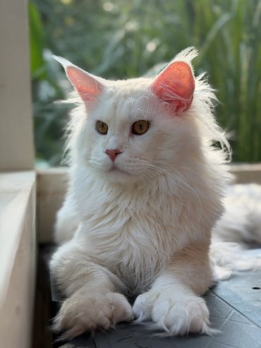 Fluffy white cat with golden eyes lounging.