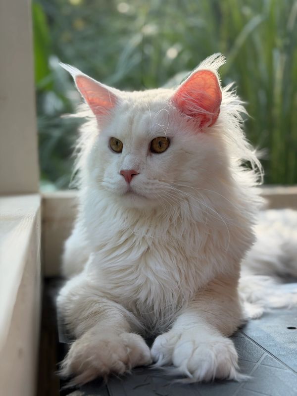 Fluffy white cat with golden eyes lounging.