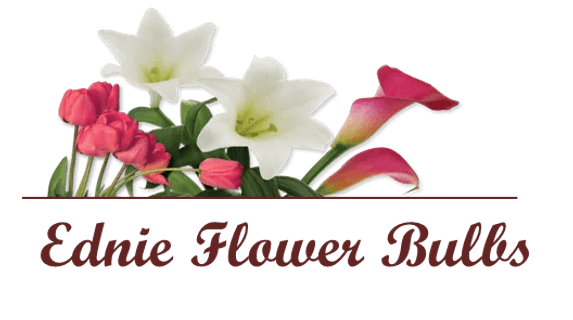 Ednie Flower Bulb