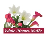 Ednie Flower Bulb