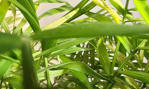Close-up of vibrant green plant leaves with sunlight filtering through.