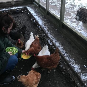 women in chicken enclosure feeding them corn and greens