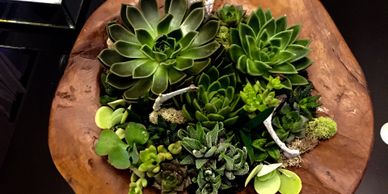 Succulent Garden