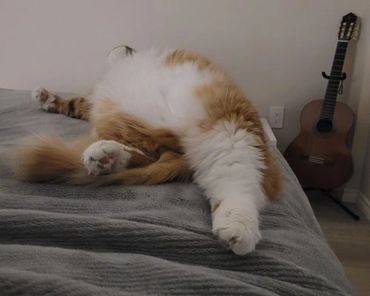 Fluffy orange and white cat stretching on a bed.