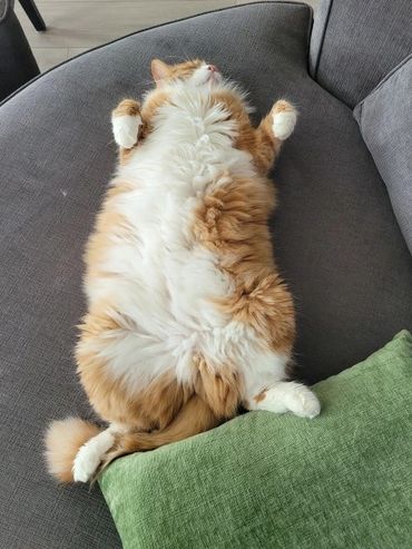 Fluffy orange and white cat lying on its back, relaxing on a gray couch.