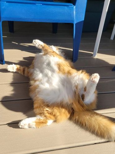Orange and white cat lying on its back in the sun beneath a blue chair.