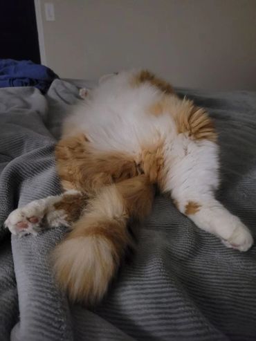 Fluffy cat lying on its back with legs stretched out on a gray blanket.