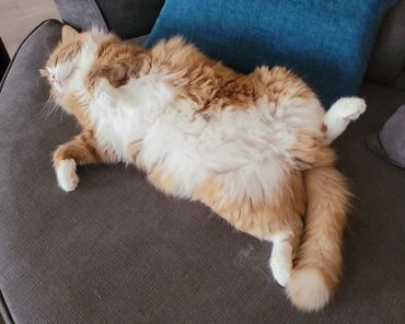 Fluffy orange and white cat lying on its back on a sofa.