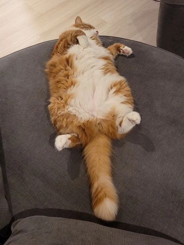 Fluffy orange and white cat lying on its back on a gray cushion.