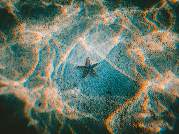 Seastar, starfish