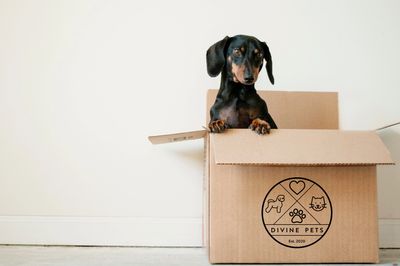 Dachshund playing in a Divine Pets delivery box 