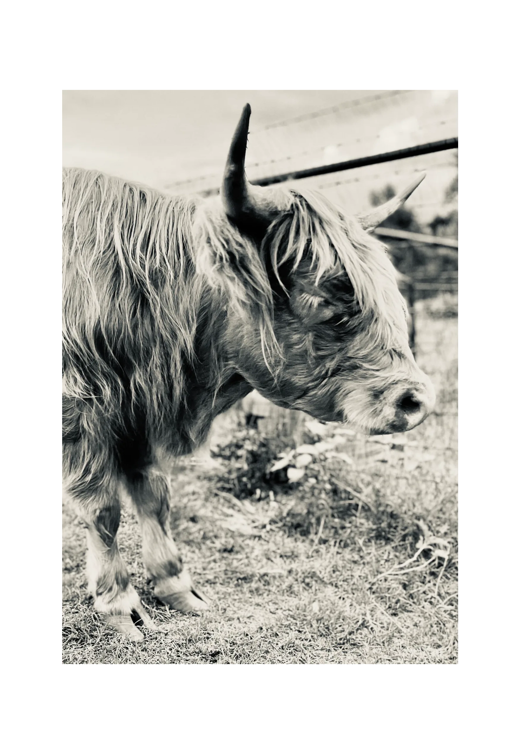 Naptime; Scottish Highland Cow