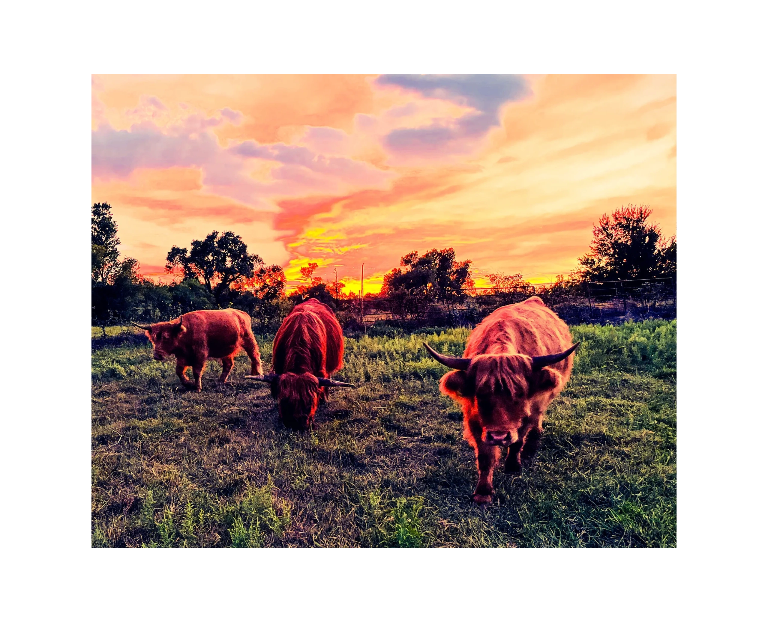 Sunset On Fire; Scottish Highland Cattle 