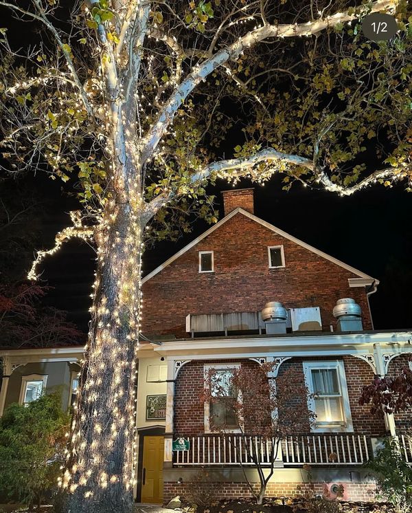 Lighted Sycamore Tree