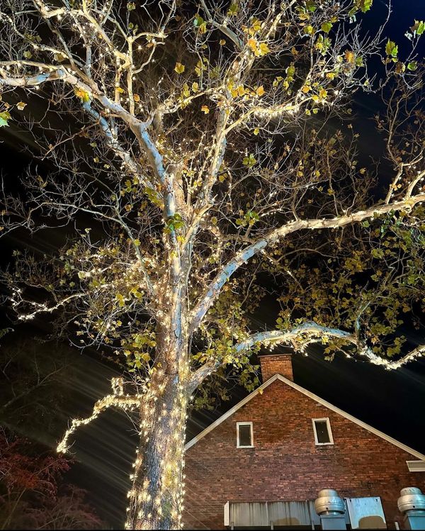 Sycamore Tree at night