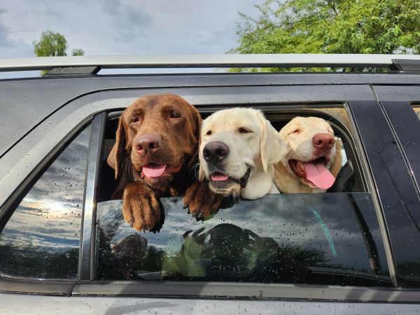 Labradors going for a ride