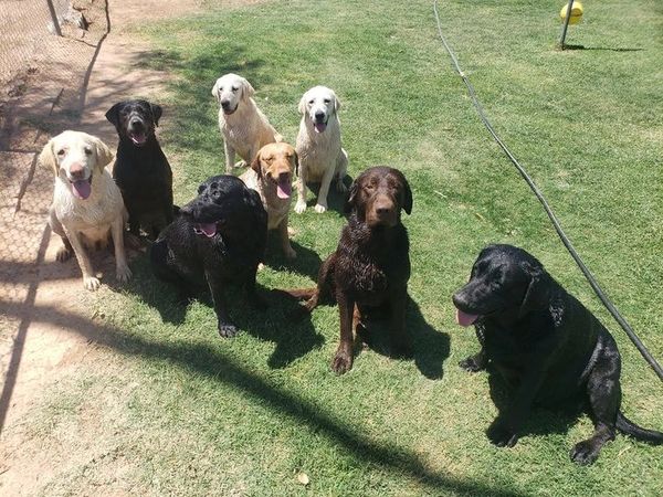 Our Labrador's
