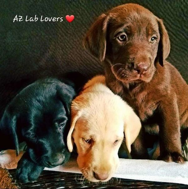 Az lab lovers