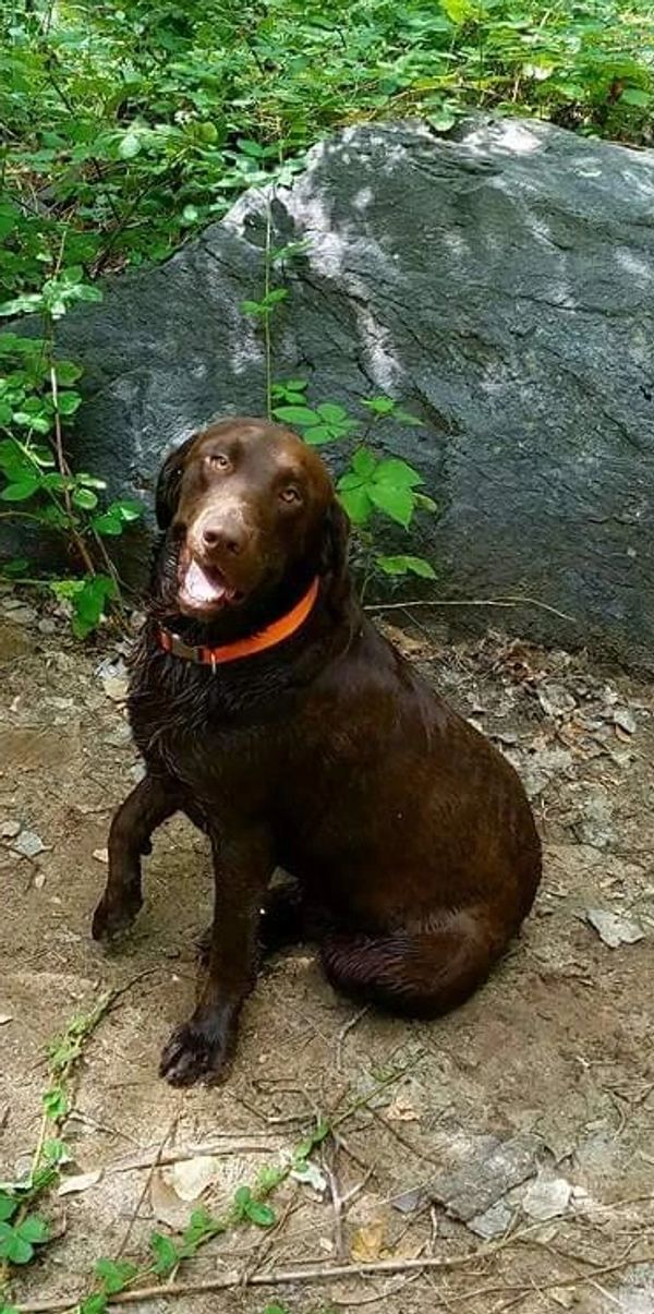Chocolate lab