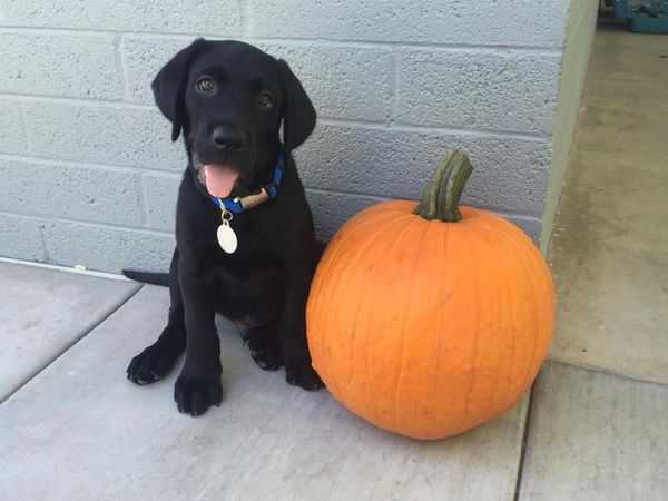 Black lab
