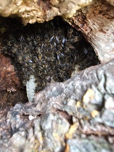 Free living honeybee colony in old willow tree