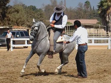 John Saint Ryan riding a grey Andalusian while receiving riding instruction.