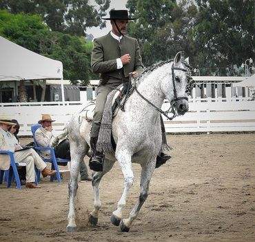 John Saint Ryan riding in Doma Vaquera competition.