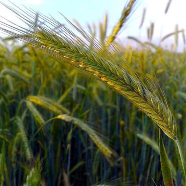 Close-up of a green wheat ear in a field under clear sky.