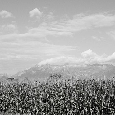 Cornfield with mountains in the background under a cloudy sky.