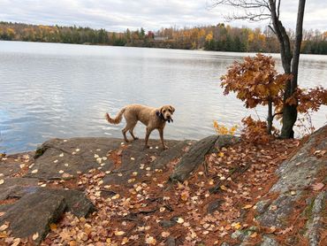 A dog standing on a rocky shore by a lake in autumn.