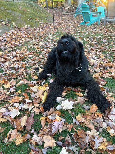 A black dog lying in autumn leaves on the grass.