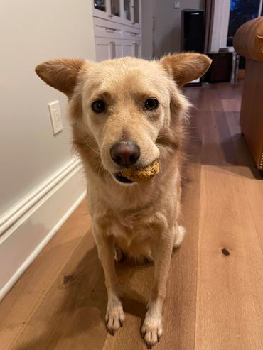 A dog holding a treat in its mouth, looking up.