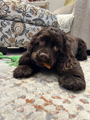 A chocolate brown dog lying on a patterned rug with a treat in its mouth.