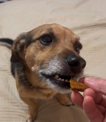 A dog eagerly takes a treat from a person's hand indoors.