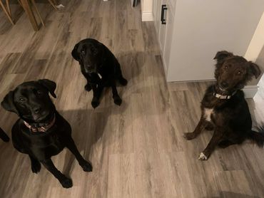 Three dogs sitting on a wooden floor looking up.