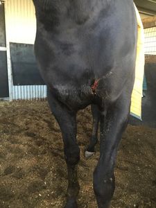 dr john russell specialist equine surgeon the horse vet