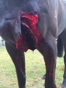 dr john russell specialist equine surgeon the horse vet