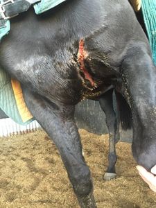 dr john russell specialist equine surgeon the horse vet