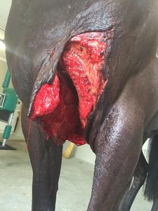 dr john russell specialist equine surgeon the horse vet